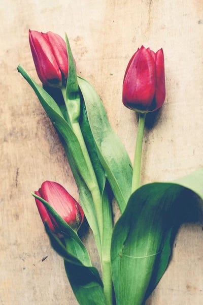 Tulips: Casual Arrangement by Olivia Joy StClaire