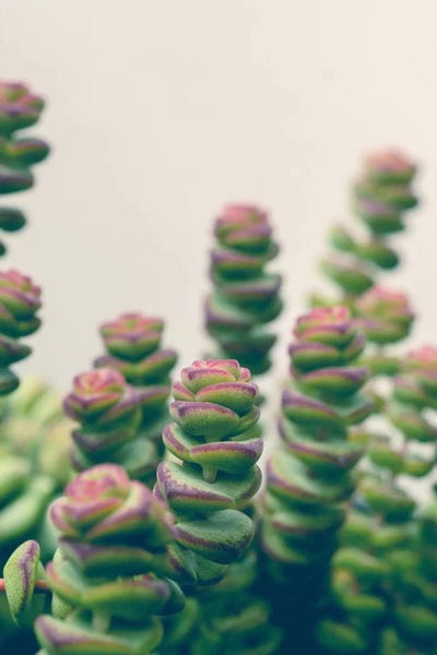 Macro Photography: Her Dreams Becam A Ladder To Climb by Olivia Joy StClaire