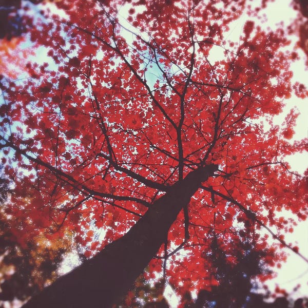 Tree Close-Ups: Loving You Was Red by Olivia Joy StClaire