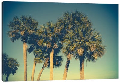 Palm Trees Canvas Art Print - Vintage Styled Photography