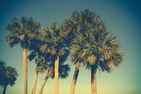 Vintage Styled Photography: Palm Trees by Olivia Joy StClaire