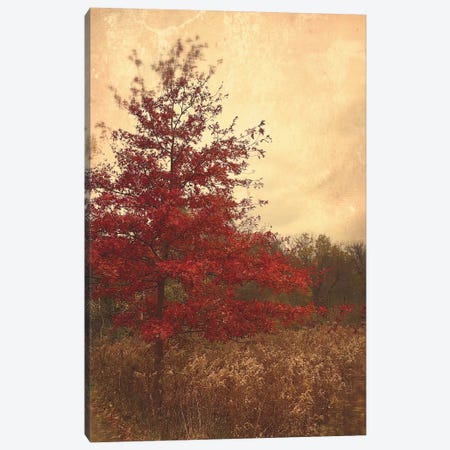 Red Oak Canvas Print #OJS70} by Olivia Joy StClaire Canvas Artwork