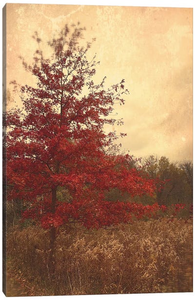 Red Oak Canvas Art Print - Oak Tree Art