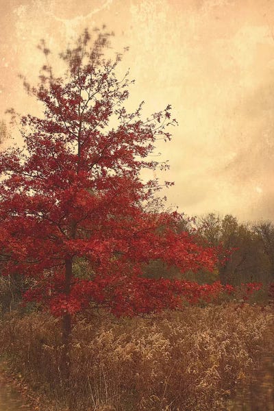 Vintage Styled Photography: Red Oak by Olivia Joy StClaire