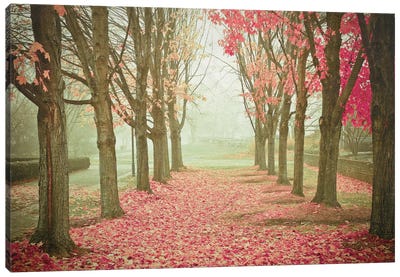 Scarlet Autumn Canvas Art Print - Serene Photography