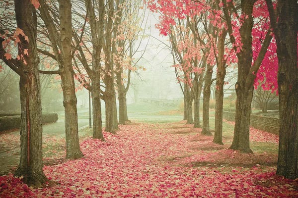 City Parks: Scarlet Autumn by Olivia Joy StClaire