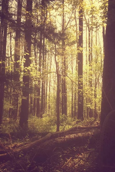 She Experienced Heaven On Earth Among The Trees