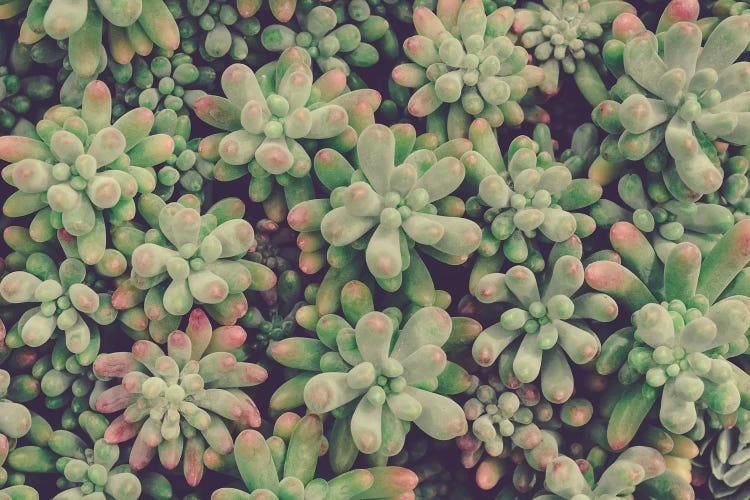 Succulents