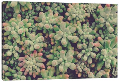 Succulents Canvas Art Print - Olivia Joy StClaire