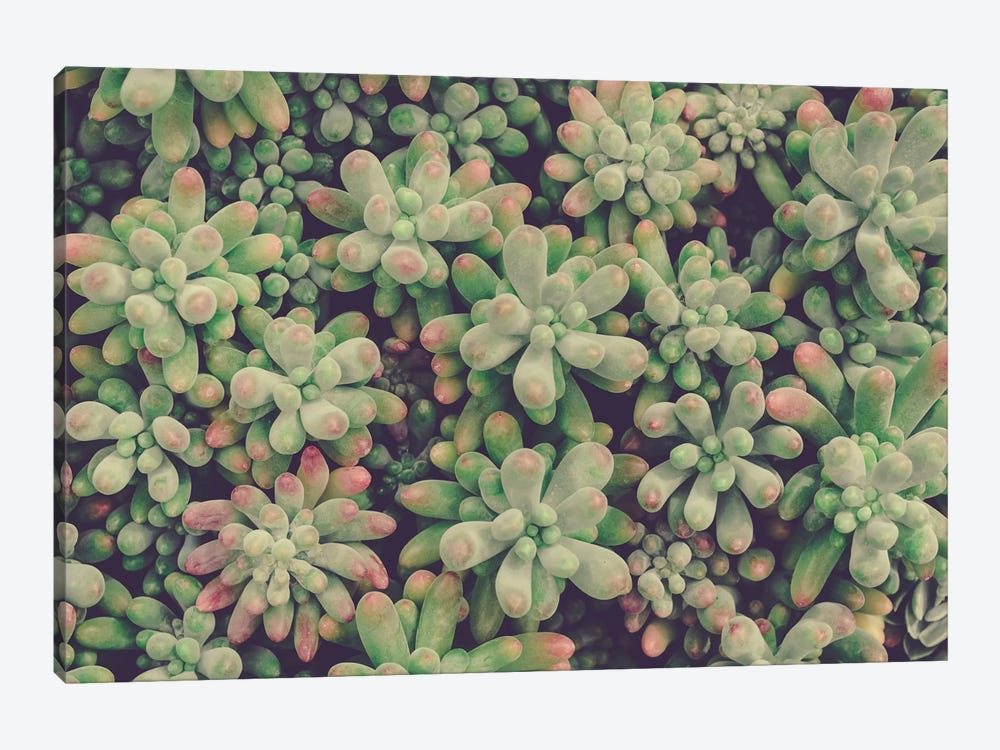 Succulents by Olivia Joy StClaire 1-piece Canvas Artwork