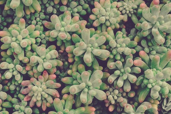 Olivia Joy StClaire: Succulents by Olivia Joy StClaire
