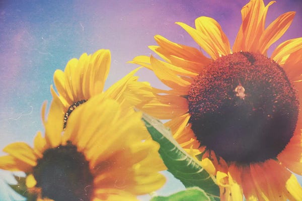 Vintage Styled Photography: Summer Sunshine Day by Olivia Joy StClaire