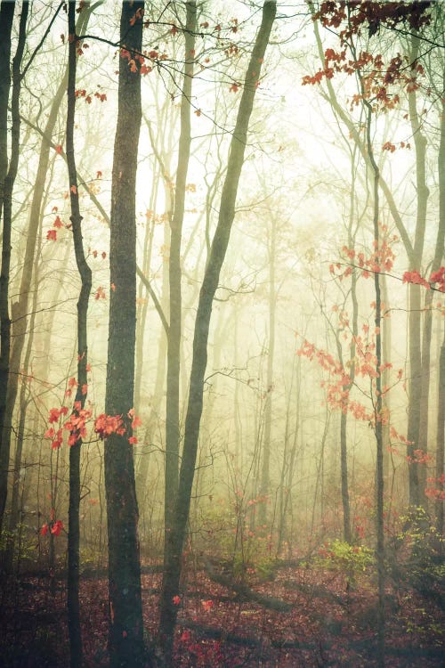 The Woods Are Lovely, Dark, And Deep by Olivia Joy StClaire wall art
