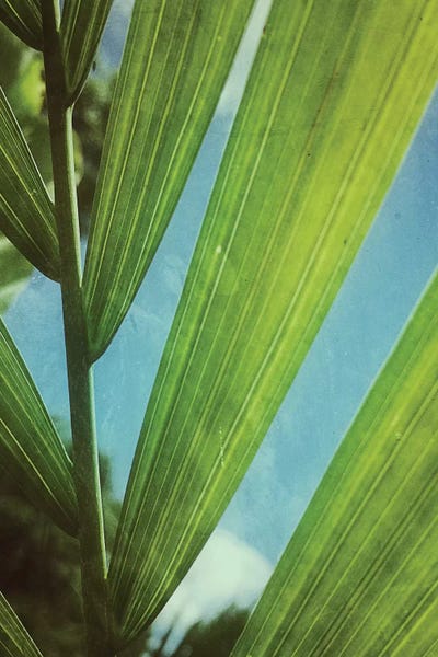 Tropical Leaves: Tropical Outlook by Olivia Joy StClaire