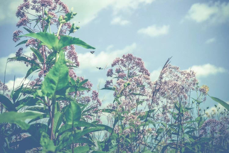 Wild And Free by Olivia Joy StClaire wall art