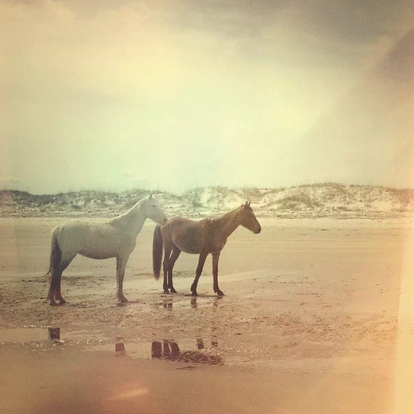 Olivia Joy StClaire: Wild Horses by Olivia Joy StClaire