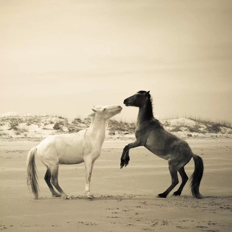 Wild Horses IV