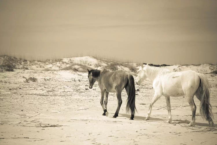 Wild Horses VI