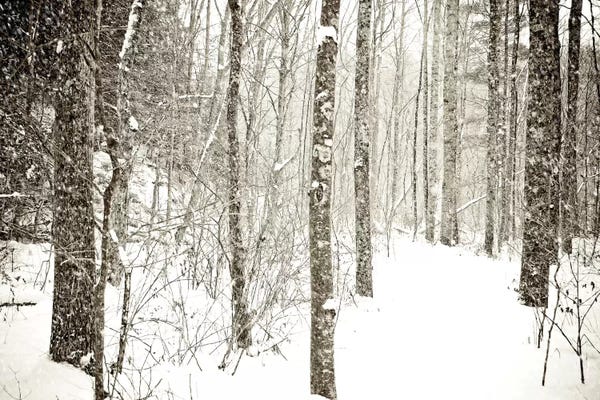 Olivia Joy StClaire: Wintry Mix by Olivia Joy StClaire