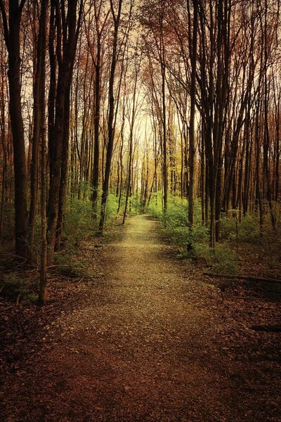 Trails, Paths & Roads: Woodland Wander by Olivia Joy StClaire