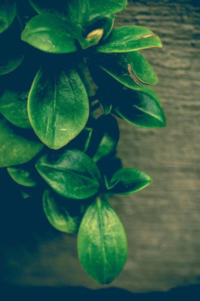 Still Life Photography: Align by Olivia Joy StClaire