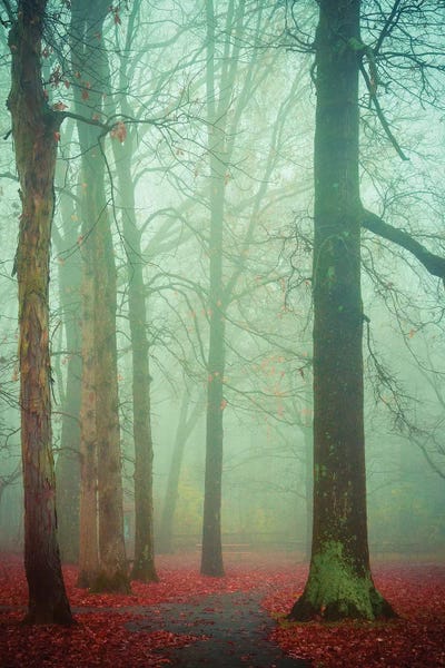 Autumn Fog by Olivia Joy StClaire framed wall art