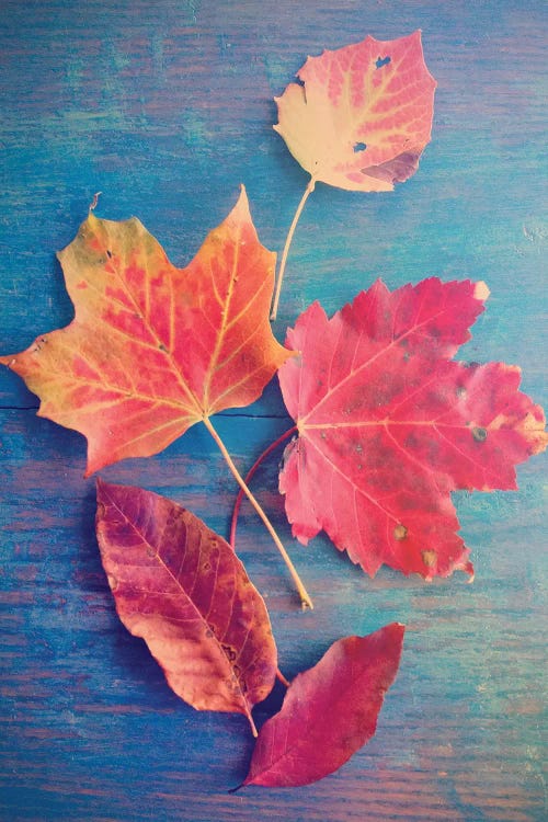 Autumn Leaf Still Life by Olivia Joy StClaire wall art