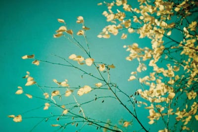 Autumn Moment by Olivia Joy StClaire framed wall art