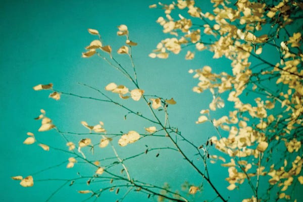 Tree Close-Ups: Autumn Moment by Olivia Joy StClaire