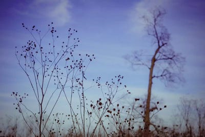 Autumn Twilight by Olivia Joy StClaire framed wall art
