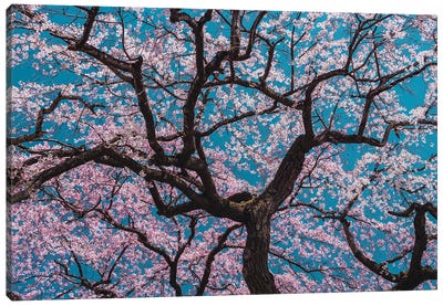 Sakura Canvas Art Print - 1x Floral and Botanicals