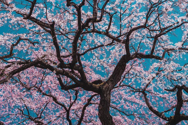 Cherry Blossoms: Sakura by ShikiRyu