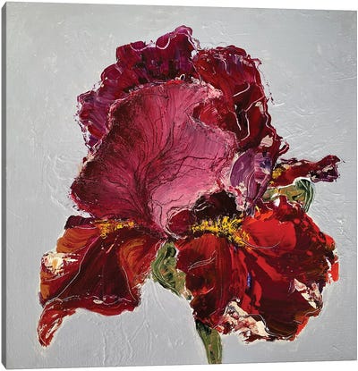 Iris On Grey Canvas Art Print - Oksana Petrova