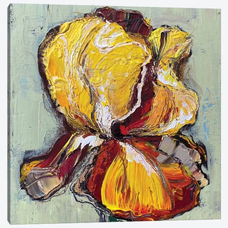 Yellow Iris Canvas Print #OKP37} by Oksana Petrova Canvas Print