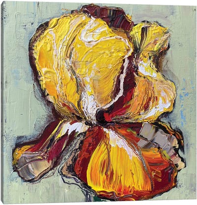Yellow Iris Canvas Art Print - Oksana Petrova