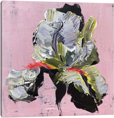 Iris On Pink Canvas Art Print - Textured Florals