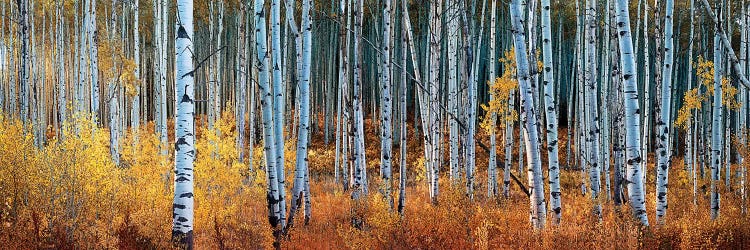 Colorado Autumn Wonder Panorama