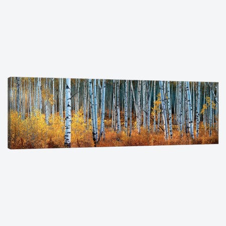 Colorado Autumn Wonder Panorama Canvas Print #OLE111} by OLena Art Art Print