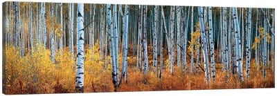 Colorado Autumn Wonder Panorama Canvas Art Print - OLena art
