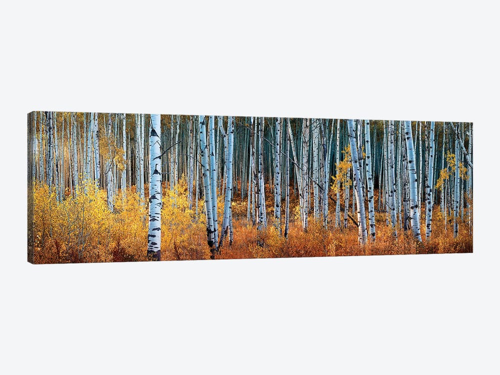 Colorado Autumn Wonder Panorama by OLena Art 1-piece Canvas Wall Art