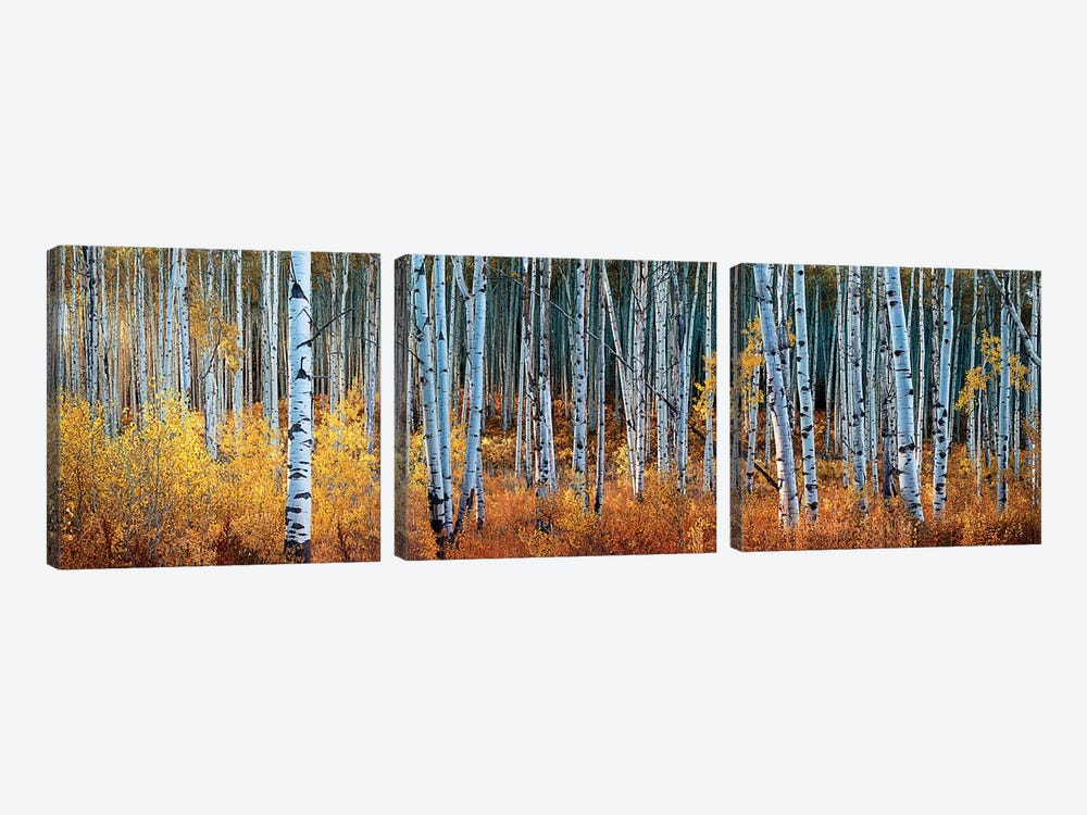 Colorado Autumn Wonder Panorama by OLena Art 3-piece Canvas Art