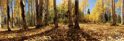 Crested Butte Colorado Fall Colors I by OLena Art framed canvas print