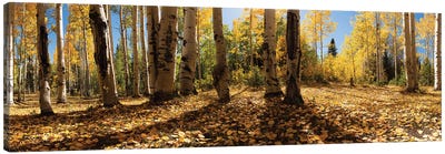 Crested Butte Colorado Fall Colors I Canvas Art Print - OLena art