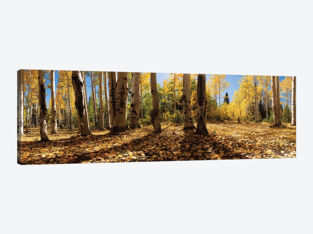 Crested Butte Colorado Fall Colors I by OLena Art 1-piece Canvas Print