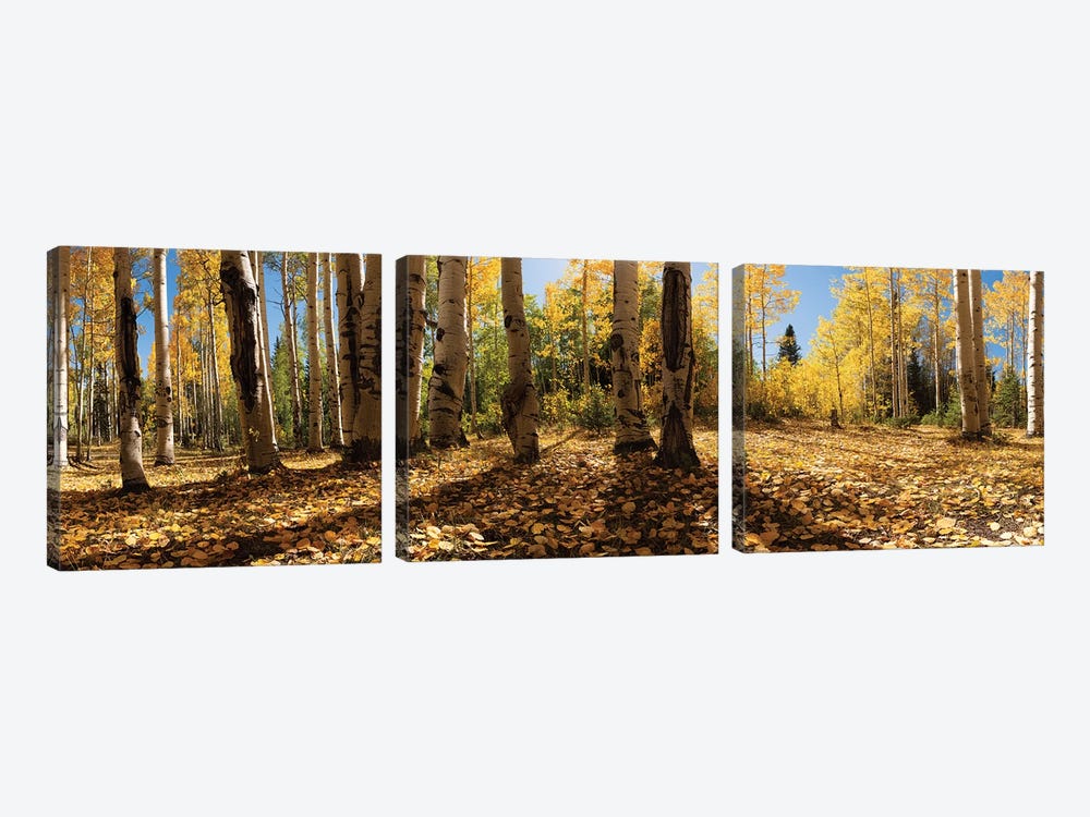 Crested Butte Colorado Fall Colors I by OLena Art 3-piece Canvas Print