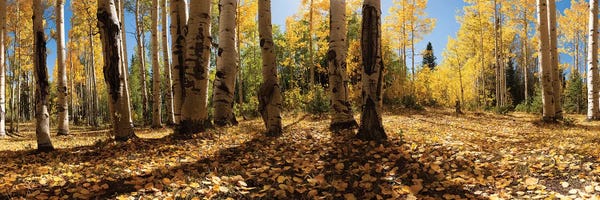 Colorado: Crested Butte Colorado Fall Colors I by OLena Art