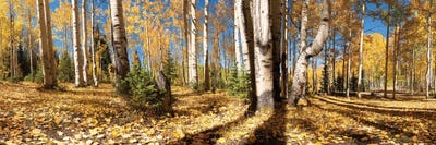 Crested Butte Colorado Fall Colors II by OLena Art framed canvas print