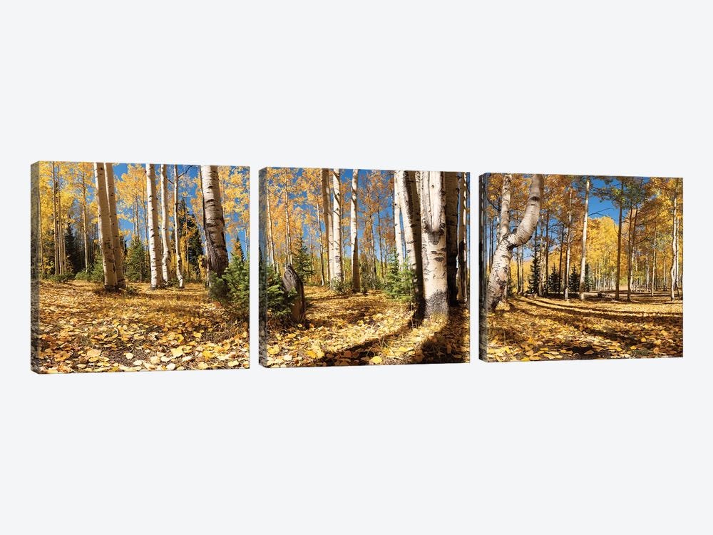 Crested Butte Colorado Fall Colors II by OLena Art 3-piece Canvas Wall Art