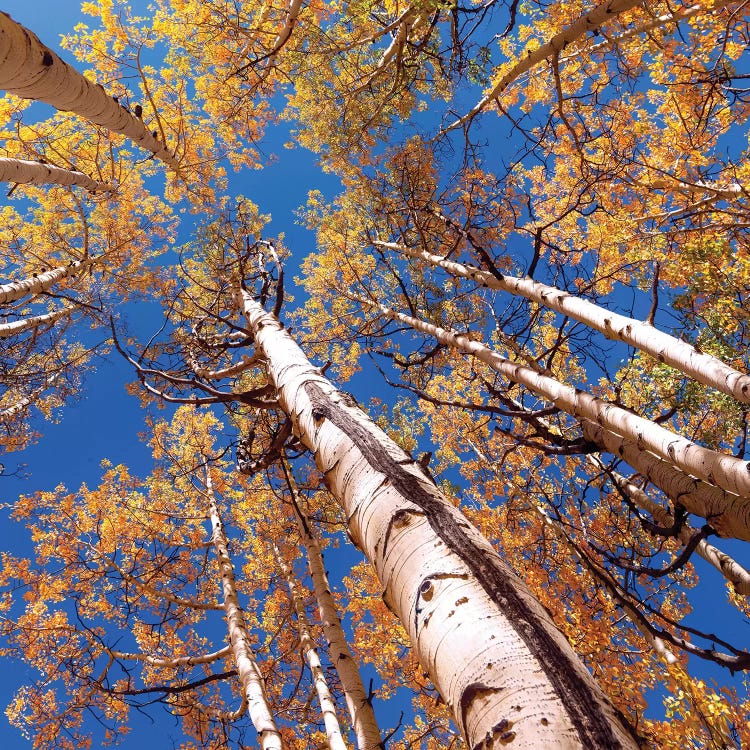 Aspen Trees Against The Sky In Crested Butte, Colorado .