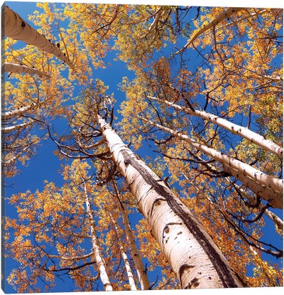 Aspen Trees Against The Sky In Crested Butte, Colorado . Canvas Art Print